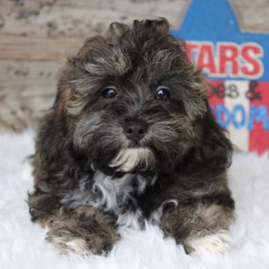 Shihpoo Puppy Harley
