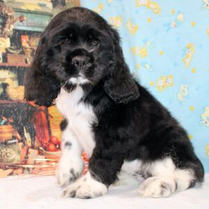 Cocker Spaniel Puppy Cenna