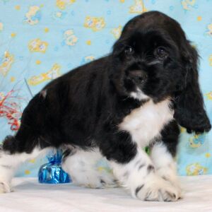 Cocker Spaniel Puppy Cenna