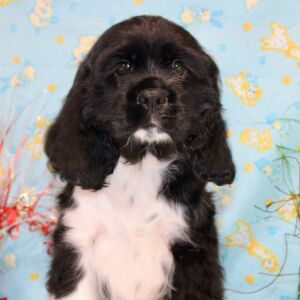Cocker Spaniel Puppy Cenna