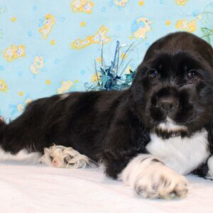 Cocker Spaniel Puppy Cenna