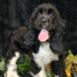 Cocker Spaniel Puppy Cenna