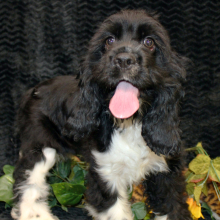 Cocker Spaniel Puppy Cenna