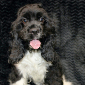 Cocker Spaniel Puppy Cenna