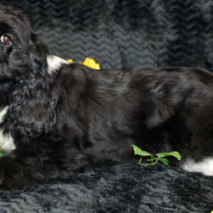 Cocker Spaniel Puppy Cenna