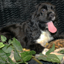 Cocker Spaniel Puppy Cenna