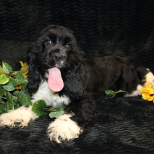 Cocker Spaniel Puppy Cenna