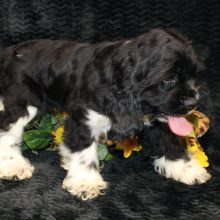 Cocker Spaniel Puppy Cenna