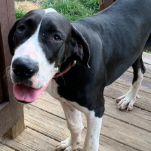 Great Dane Puppy Greta