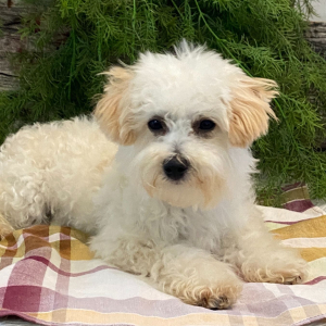 Bichonpoo Puppy Denver