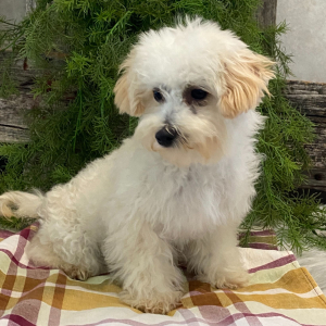 Bichonpoo Puppy Denver