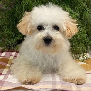 Bichonpoo Puppy Denver