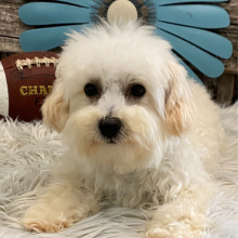 Bichonpoo Puppy Denver