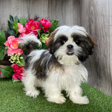 Shih Tzu Puppy Beth