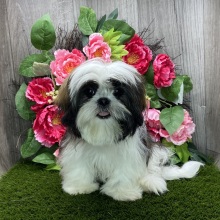 Shih Tzu Puppy Beth