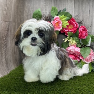 Shih Tzu Puppy Beth