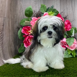 Shih Tzu Puppy Beth
