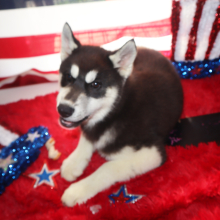 Siberian Husky Puppy Zenda