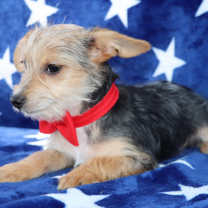 Yorkiepoo Puppy Riley