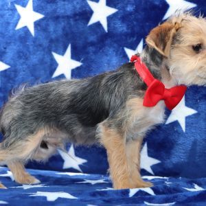 Yorkiepoo Puppy Riley