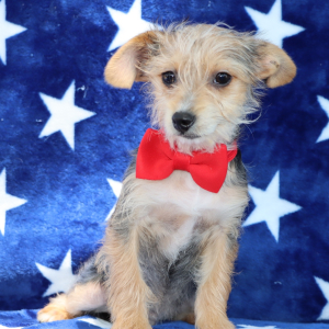 Yorkiepoo Puppy Riley