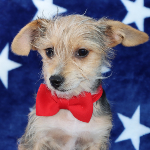 Yorkiepoo Puppy Riley