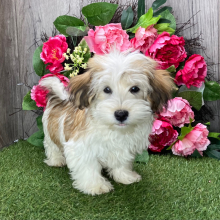 Havanese Puppy Xander