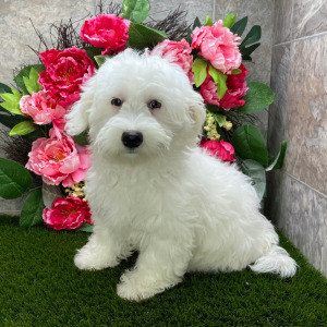 Havanese Puppy Liberty