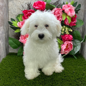 Havanese Puppy Liberty