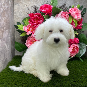 Havanese Puppy Liberty