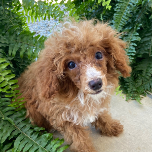 Poodle Puppy Harvard