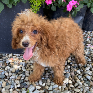 Poodle Puppy Harvard