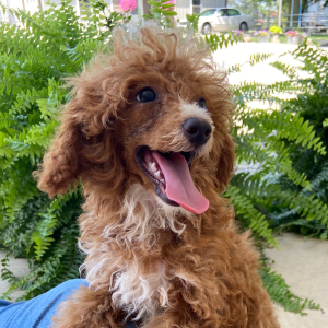 Poodle Puppy Harvard