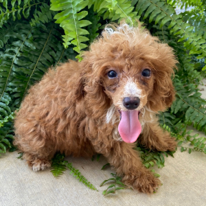 Poodle Puppy Harvard