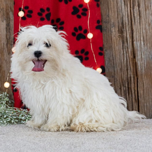 Maltese Puppy Logan