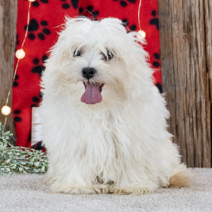 Maltese Puppy Logan