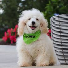 Poodle Puppy Martin