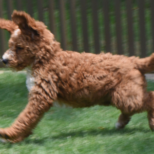 Poodle Puppy Rachel