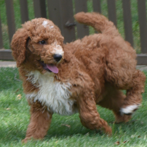 Poodle Puppy Rachel
