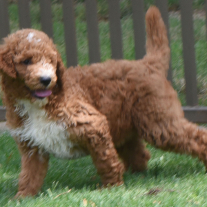 Poodle Puppy Rachel