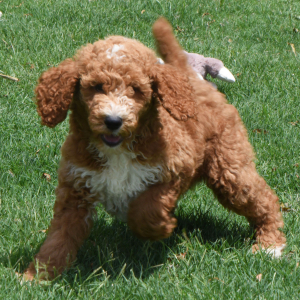 Poodle Puppy Rachel