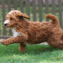 Poodle Puppy Rachel