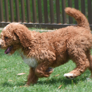 Poodle Puppy Rachel