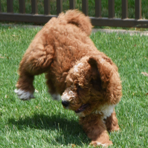 Poodle Puppy Rachel