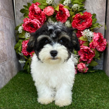 Havanese Puppy Hartley