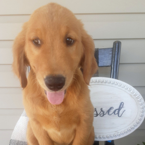 Golden Retriever Puppy Slayde