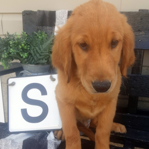 Golden Retriever Puppy Slayde