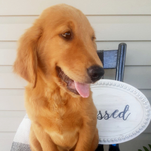 Golden Retriever Puppy Slayde