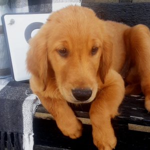 Golden Retriever Puppy Slayde