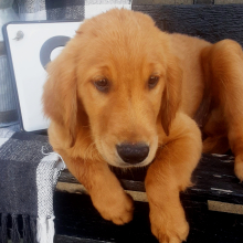 Golden Retriever Puppy Slayde